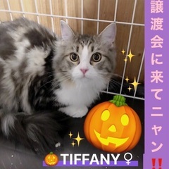 ✨🎉🎃10月15日(日)すみれペットクリニック様にて主催『立川地...