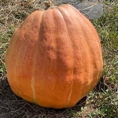 ハロウィンカボチャ本物、