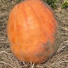 ハロウィンカボチャ本物