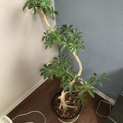 観葉植物　カポック