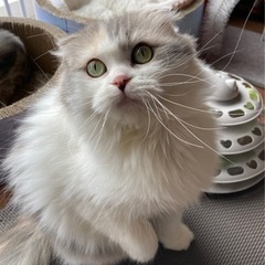 パステルカラーのふわふわちゃん♪