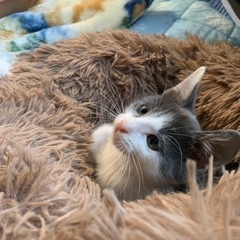 白グレー中毛🥰子猫2ヶ月くらい男の子おっとりしてます。