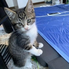 グレー黒縞々と白中毛❤️めっちゃ可愛い❤️2ヶ月子猫
