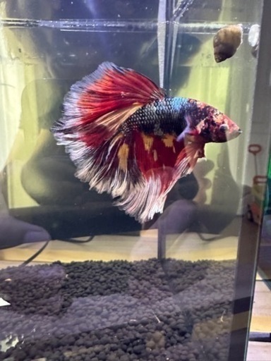 ベタ　ジャンボ