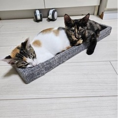 ♀エレ − 神奈川県