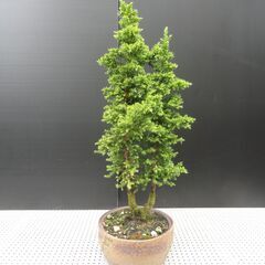 八房杉盆栽 八房杉 A1376☆松柏 杉 貴風盆栽☆「送料無料」浦部陽向園