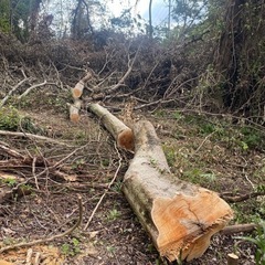 薪材料にどうぞの画像