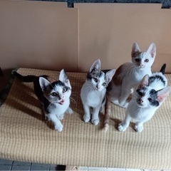 里親募集