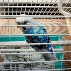セキセイインコ（白青）を捜しています