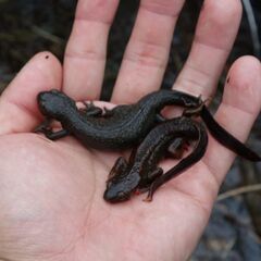【宮崎・大分県】ヌマガエルやイモリを採取していただき、配送いただくお仕事です🐸の画像
