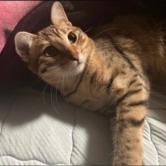 猫探してます‼️お願いします🙇‍♀️