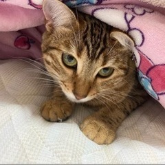 猫探してます‼️お願いします🙇‍♀️ - 手伝って/助けて