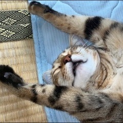 猫探してます‼️お願いします🙇‍♀️ − 福岡県