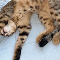 猫探してます‼️お願いします🙇‍♀️ - 北九州市