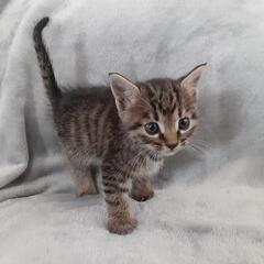 子猫　(10/15保護) - 猫