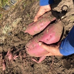新物　さつま芋飼料用　300kg差し上げます。