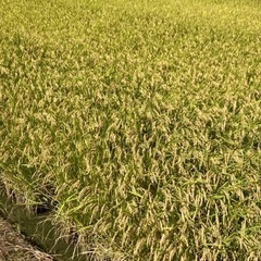 一等米ヒノヒカリ30キロ冷蔵保存米です！（令和4年度産です）