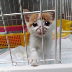 パピーぺんたくんの家族募集