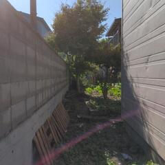 庭の木をどなたか活かして頂ける方お願いしますの画像