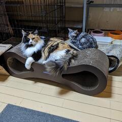 猫たちの世話と清掃