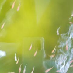 メダカmix (紅白、三色ラメ) 幼魚の画像