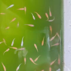 メダカmix (紅白、三色ラメ) 幼魚