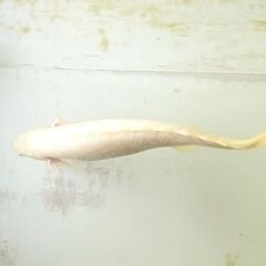 プラチナセネガルス　15cm±