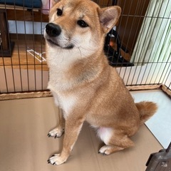 人も犬も大好きな柴犬の女の子 - 静岡市