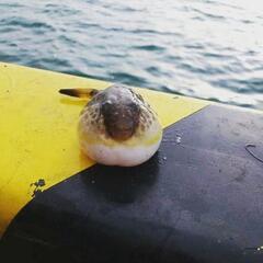 釣り仲間募集！