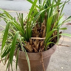洋ラン　シンビジウム　鉢植え③