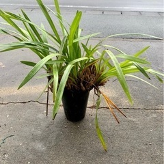洋ラン　シンビジューム　鉢植え　④