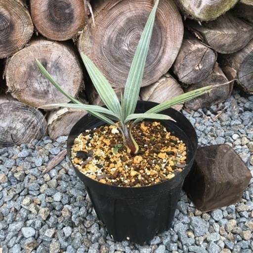 ブラヘアアルマータ　ヤシ　植物