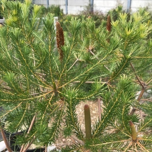ヒースバンクシア　植物