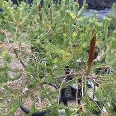 ヒースバンクシア 植物