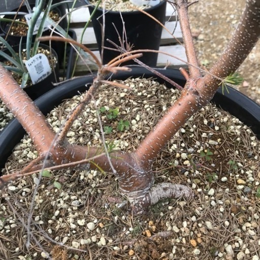 ヒースバンクシア　植物
