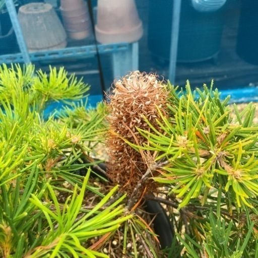 バースデーキャンドル　バンクシア　植物