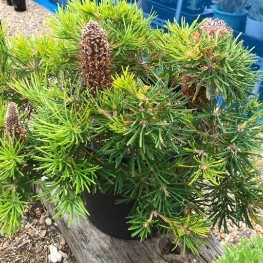 バースデーキャンドル　バンクシア　植物