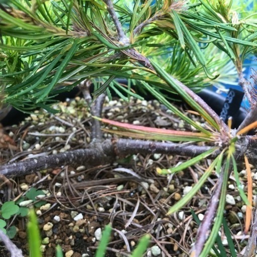 バースデーキャンドル　バンクシア　植物