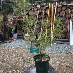 グレビレア　キングスレインボー　植物