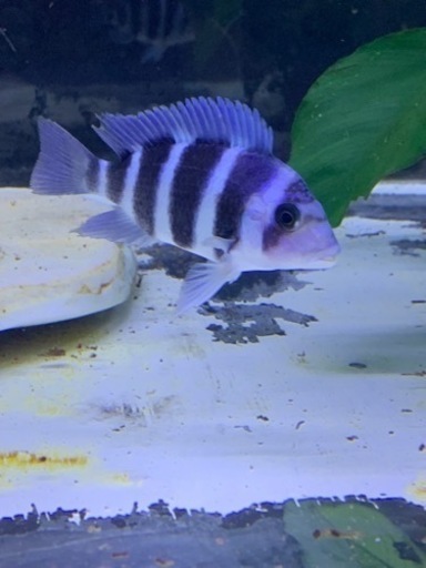 フロントーサ　ワイルドモバ　7-8㎝　#アフリカンシクリッド  熱帯魚　水槽