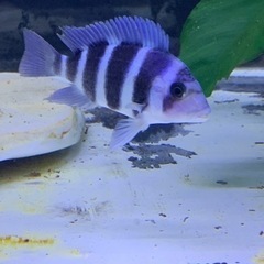 フロントーサ　ワイルドモバ　7-8㎝　#アフリカンシクリッド  ...
