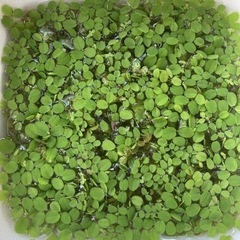 サンショウモ　30円　値下げしました。　早めに