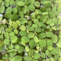 サンショウモ　30円　値下げしました。　早めにの画像
