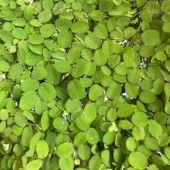 サンショウモ　30円　値下げしました。　早めにの画像