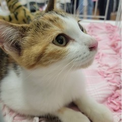 三毛猫の子供です。　ウイルス検査陰性　ノミダニ駆除済