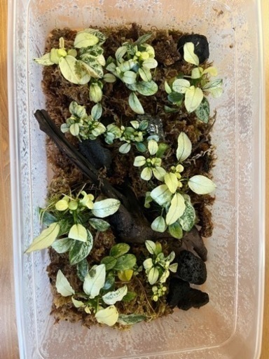 アヌビアスナナ　ホワイトマーブル　水上葉　水草