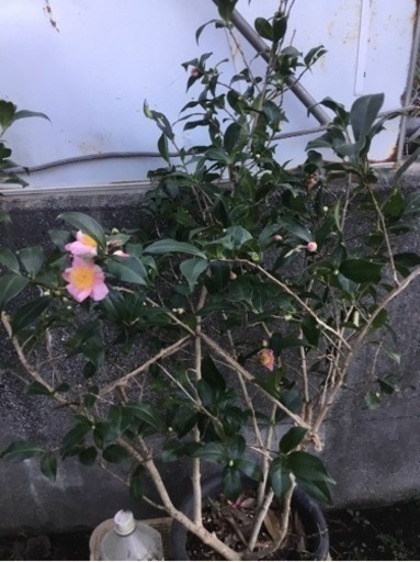 ＊ロビラキ　１００センチ*