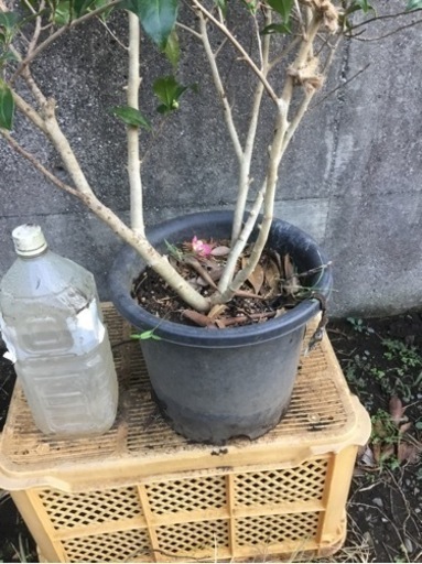 ＊ロビラキ　１００センチ*