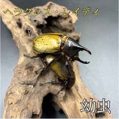 ヘラクレスレイディ 初令〜2令幼虫 4匹