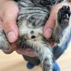 子猫　(10/15保護) - 里親募集